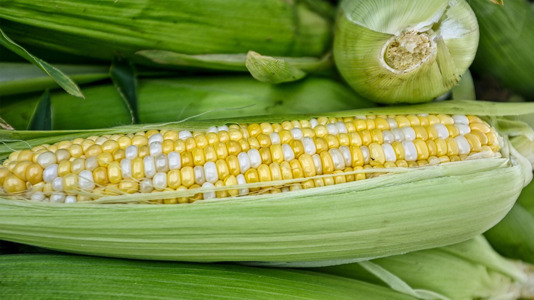 Gor Green | Programa para el cultivo de Maiz