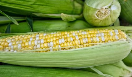Programa para el cultivo de Maiz