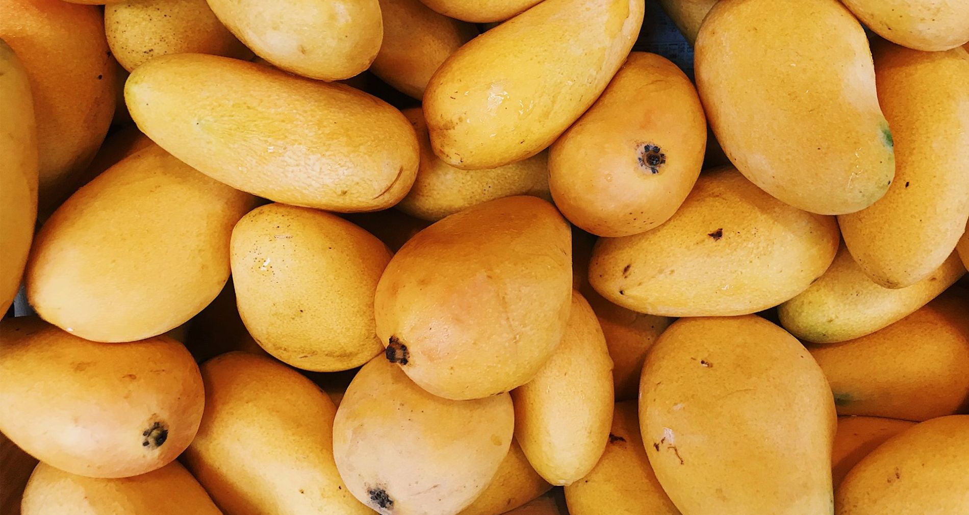Programa para el cultivo de Mango