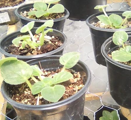 Programa Fertilización Gro Green Campbell en Violetas Africanas